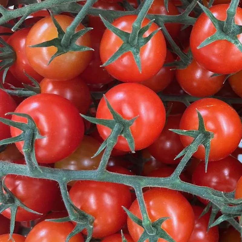 TOMATO