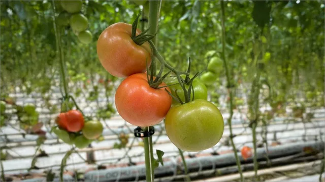 tomate-en-invernadero
